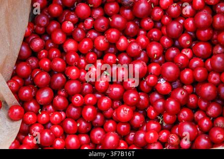 Top view of colorful texture of freshly picked wild lingonberries in Finland Stock Photo