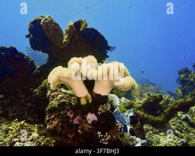 Light-coloured mushroom leather coral (Sarcophyton glaucum), leather coral, set against a deep blue seabed in a vibrant scene, at the Close Encounters Stock Photo