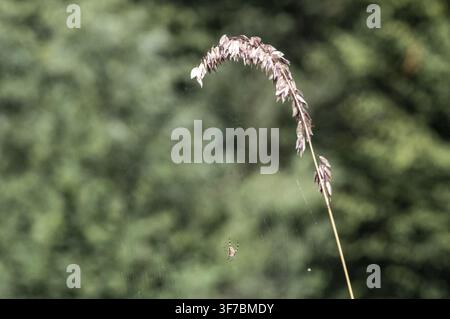 A small spider weaves a web on a dry grass stem in a forest. Green trees are in the background. The scene shows nature and the work of the spider unde Stock Photo