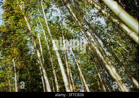 Tall Green Bamboo Grove Viewed from Below Stock Photo