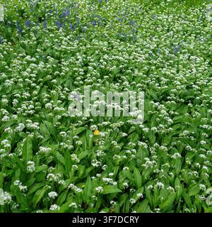 Wild Garlic in woodland during Spring Stock Photo