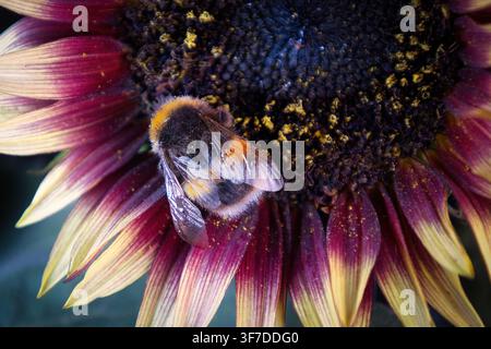 A  bumblebee gathering pollen on the dark center of a striking burgundy and yellow bi-color Helianthus annuus,  Ms Mars Improved sunflower. Stock Photo