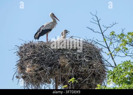White Stork, Ciconia ciconia, with chicks in the nest, Bulgaria Stock Photo