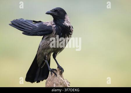 Hooded Crow, Corvus corone cornix, Bulgaria Stock Photo