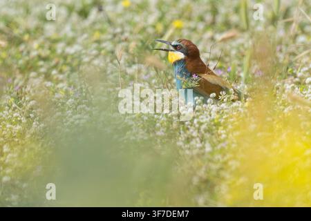 European Bee-eater, Merops apiaster, calling while at its nest hole in the ground, Bulgaria Stock Photo