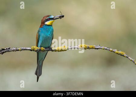 European Bee-eater, Merops apiaster, with a bee in its beak, Bulgaria Stock Photo