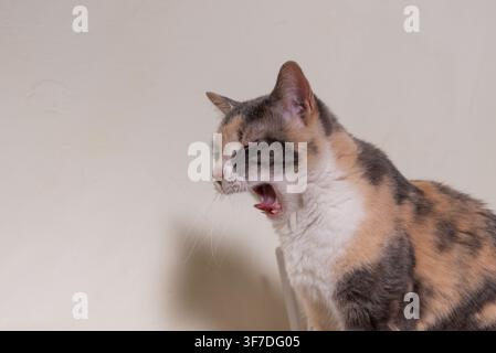 A calico cat captured mid yawn while resting indoors against a simple background. Stock Photo