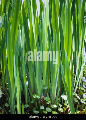 A vertical close-up view of dense green iris foliage and sword-like leaves standing vibrant beside calm water with soft blurred background bokeh. Stock Photo