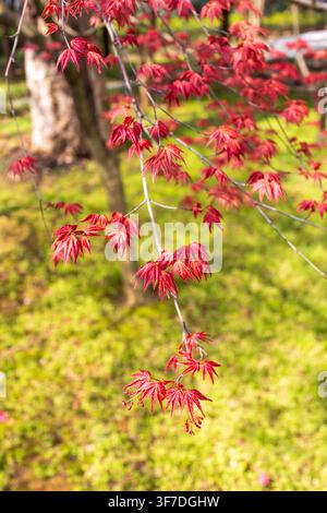 A vertical close-up shot of bright red spring maple leaves hanging above a softly blurred yellow-green lawn illuminated by sunlight. Stock Photo