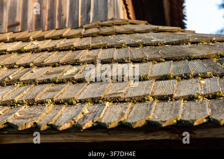 Weathered wooden roof shingles covered with moss in warm evening light Stock Photo