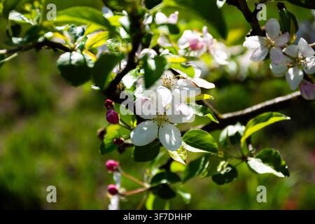 Close-up of a flowering apple tree branch with delicate white and pink blossoms, flower buds and fresh green leaves illuminated by sunlight in spring. Stock Photo
