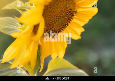 Sunflower petals and seeds in warm golden evening light with a softly blurred natural background Stock Photo