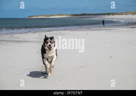 Border Collie dog on Taighean Cruinn Cladh Halainn, beach near Cladh Hallan, South Uist, Outer Hebrides, Scotland Stock Photo