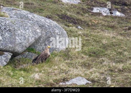 White tailed Sea Eagle, South Uist, Outer Hebrides, Scotland Stock Photo