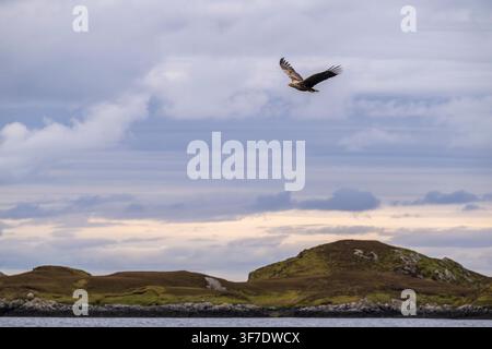 White tailed Sea Eagle in flight, North Uist, Outer Hebrides, Scotland Stock Photo