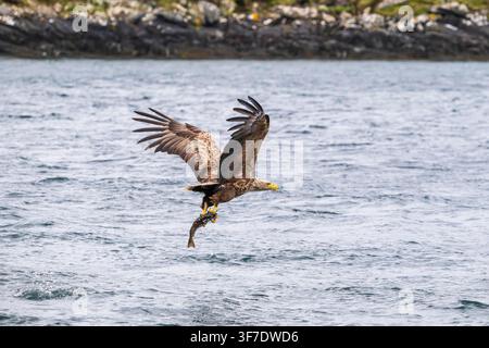 White tailed Sea Eagle catching a fish, North Uist, Outer Hebrides, Scotland Stock Photo