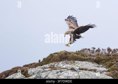 White tailed Sea Eagle landing, North Uist, Outer Hebrides, Scotland Stock Photo