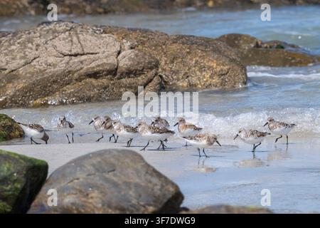 Sanderlings foraging on the beach, Benbecula, Outer Hebrides, Scotland Stock Photo