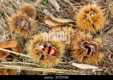 Close-up of a sweet chestnut in a spiky burr Stock Photo