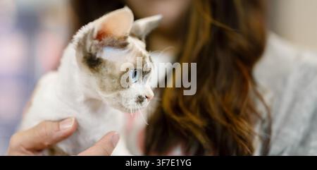 A Devon Rex kitten being held by a person, showing its distinctive appearance and curious expression. Stock Photo