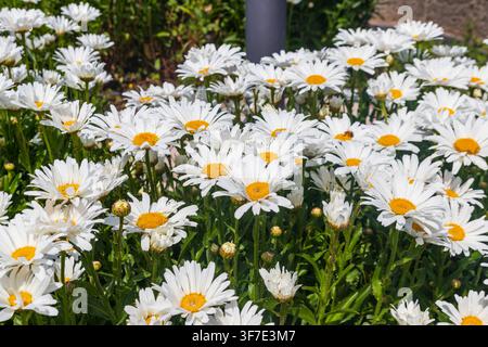 White camomile flowers in garden. Chamomile flowers on flowerbed Stock Photo