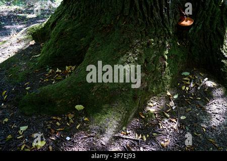 Ancient tree trunk draped in thick green moss. Dappled sunlight filters through leafy canopy. Small mushroom grows near bark's rugged surface. Earth a Stock Photo