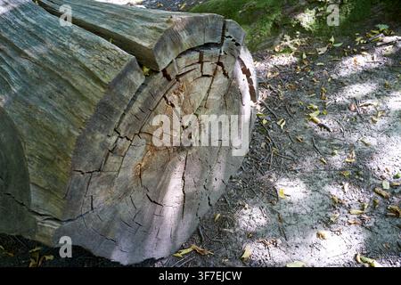 Rough tree trunk lies beside forest floor. Deep cracks split its aged, weathered surface. Sunlight filters through canopy above. Leaves scatter around Stock Photo