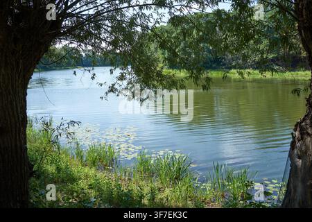 Sunlight filters through green leaves above calm water. Lush grass and trees frame the quiet lake's edge. Ripples glide gently across the still, refle Stock Photo