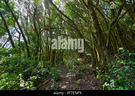 A narrow trail climbing through moss-covered trees in the Teno laurel forest of Tenerife Stock Photo