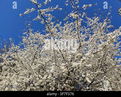 A flowering tree in full bloom against a vibrant clear blue sky. The tree displays dense clusters of small white blossoms, likely cherry or plum Stock Photo