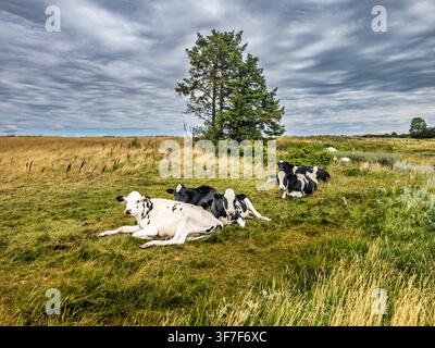 Peaceful pastoral scene of Holstein cows relaxing in sunlit meadow with stormy clouds overhead. Stock Photo