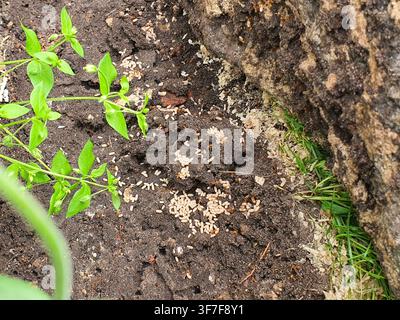 Close-up view of an ant colony at the base of a tree trunk. Numerous small brown ants are visible on dark soil, surrounding and tending to clusters Stock Photo