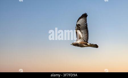 Elegant Common Buzzard Soaring Through a Soft Sunset Sky Stock Photo