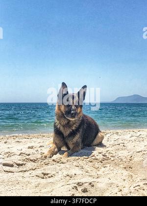 Wet German Shepherd dog lying calmly on a sandy beach looking into the camera. Wet fur and sand on snout after swimming in the ocean on a sunny day Stock Photo