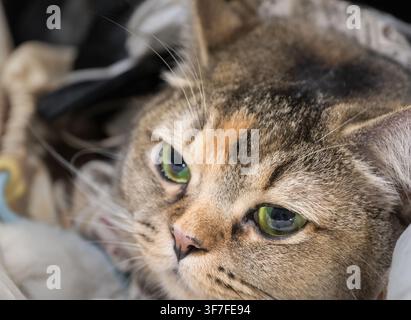 Tabby cat lying indoors with green eyes and calm expression. Detailed fur and soft lighting create a cozy portrait of a relaxed domestic feline. Stock Photo