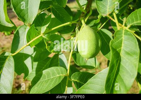 Green walnut ripening on the tree, selective focus. Stock Photo