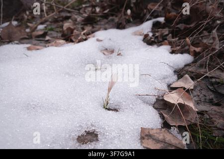 Wild snow crocus flower bud sprouting through melting snow and dry autumn leaves in spring forest. Ideal for seasonal renewal, hope, sustainability, a Stock Photo