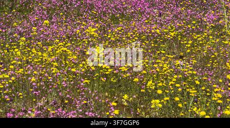 Pink Mediterranean catchfly, Silene colorata, mingles with yellow daisies in a dense spring meadow, creating a vivid natural floral transparent Stock Photo