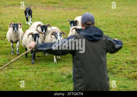 Border Collie Herding Blackface Sheep in Sheepdog Demonstration on Irish Farm Stock Photo
