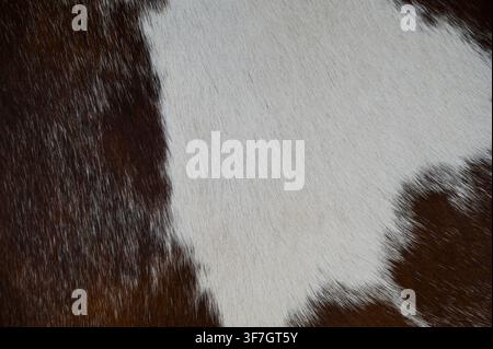 Commercial macro close-up shot of brown and white cow hide fur texture, showing soft patterns and natural animal skin details. Ideal for background use, leather concepts, farming, and textile advertising. Stock Photo