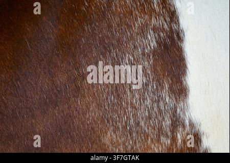 Commercial macro close-up shot of brown and white cow hide fur texture, showing soft patterns and natural animal skin details. Ideal for background use, leather concepts, farming, and textile advertising. Stock Photo
