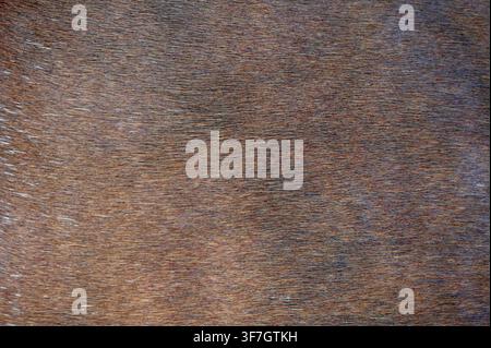 A commercial macro photograph of dark brown horse hide texture, showcasing soft, dense equine fur and natural grain. Ideal for leather design, backgrounds, and rustic branding. Stock Photo