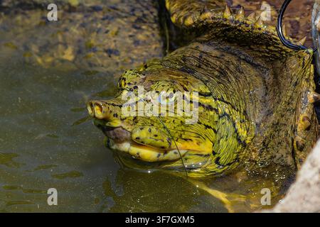 Spiny softshell turtle (Apalone spinifera), accidentally caught while fishing, head detail Stock Photo