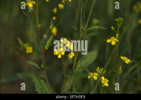 Small insect hoverfly perched on bright yellow wild flowers in a sunlit field, macro nature shot. Stock Photo