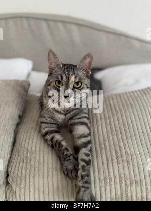 Tabby cat lying on a bed looking at the camera. Stock Photo