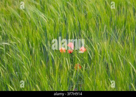 Green Barley Ears Growing in Agricultural Field During Early Summer Season Stock Photo