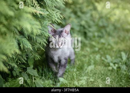 Beautiful surprised grey cat in nature. Devon Rex cat walking on green grass. Stock Photo