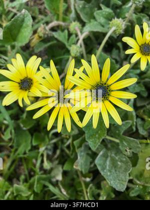 Top view close-up of bright yellow Cape dandelion flowers (Arctotheca calendula) blooming in a lush green garden on a sunny day. Stock Photo
