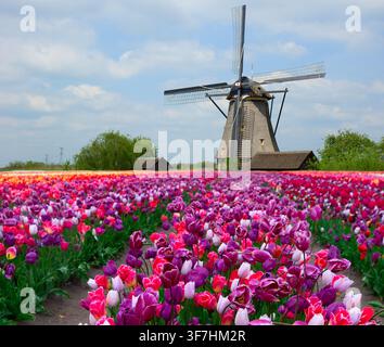dutch windmills over tulips Stock Photo