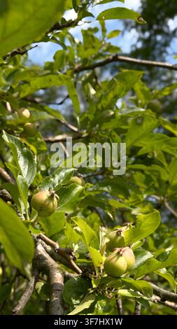 Green apples growing on a tree branch surrounded by vibrant green leaves  Stock Photo
